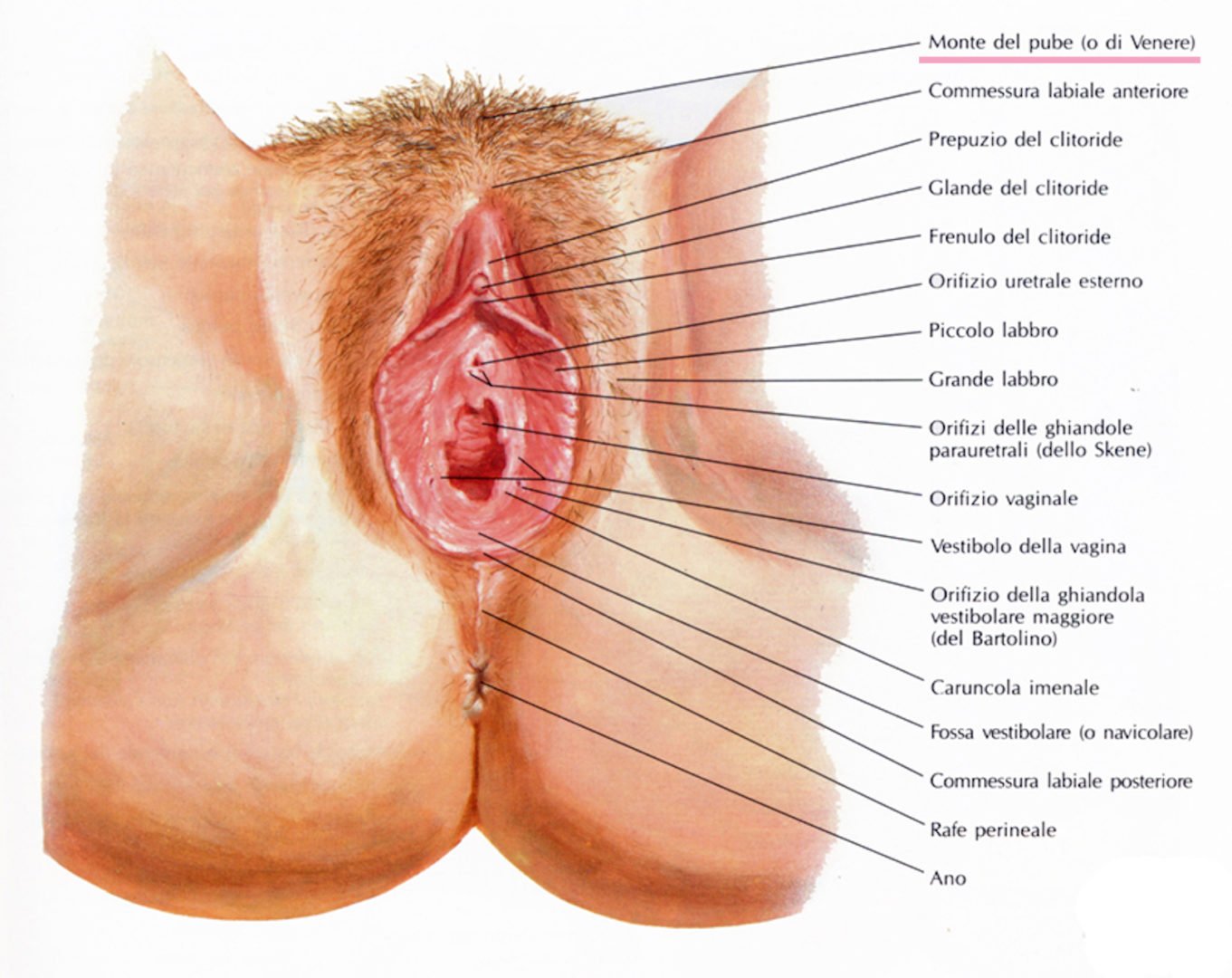 половые органы во время оргазма фото 114